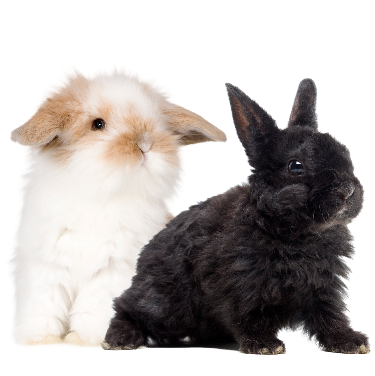 Junior Rabbits